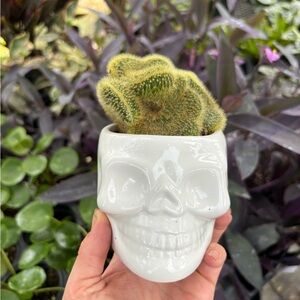 White Skull Planter with Cactus
